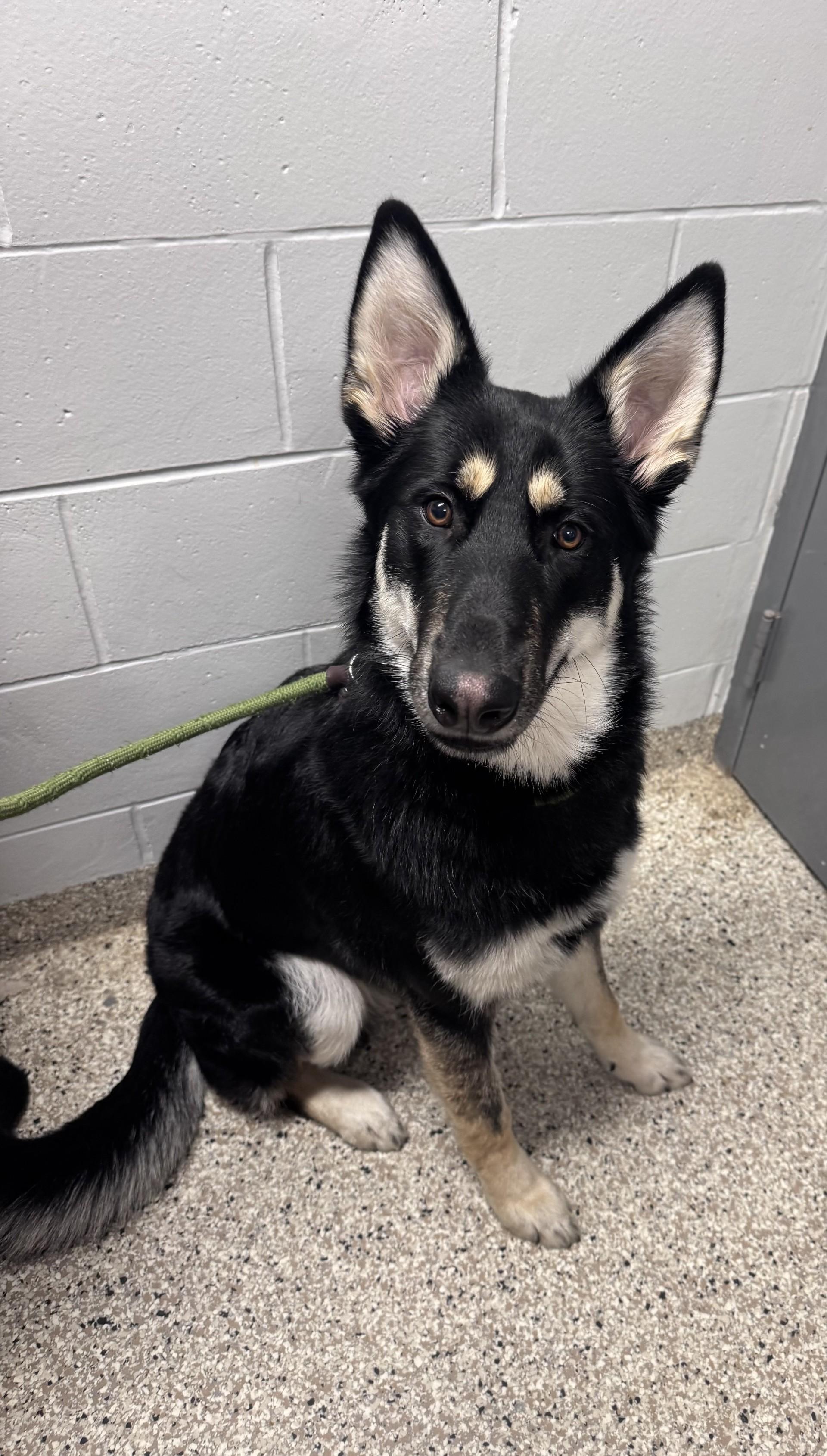 Enlarge Mylo, a ADOPTABLE mixed breed in Yorkville, IL image 1/1