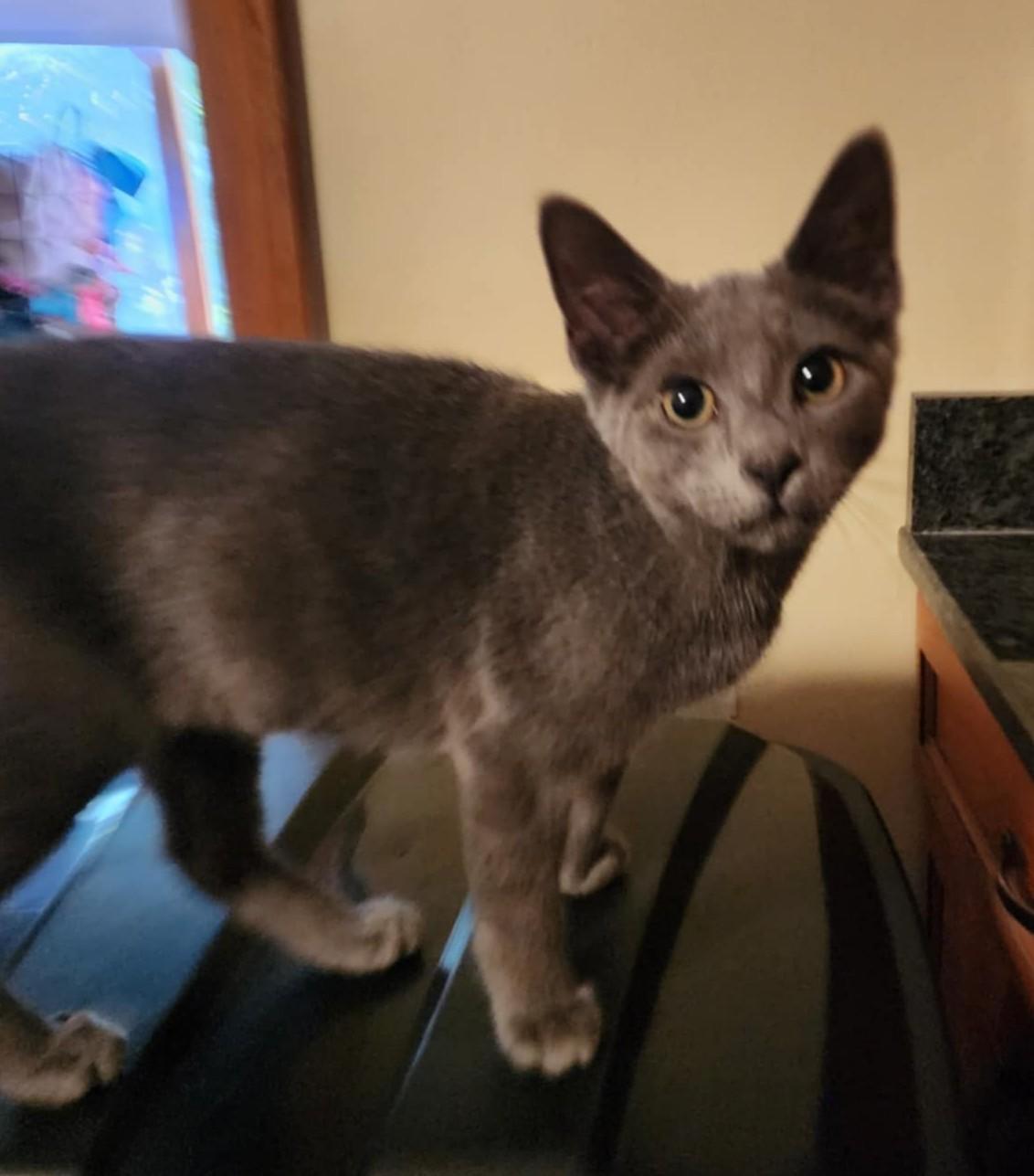 Handsome Boy #82, Adopted, Kitten Male Domestic Short Hair.