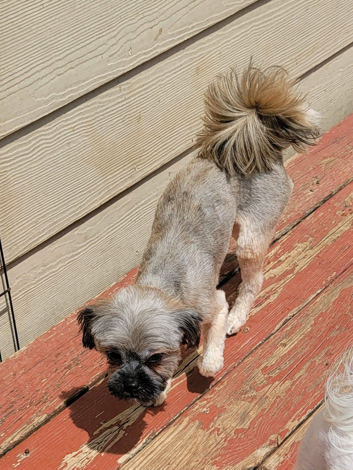 Helen, ADOPTABLE, Adult Female Lhasa Apso.