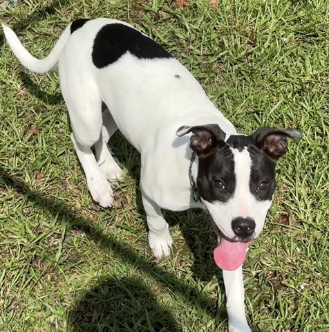 JOSIE, Adoptable, Young Female Pit Bull Terrier & Mixed Breed.