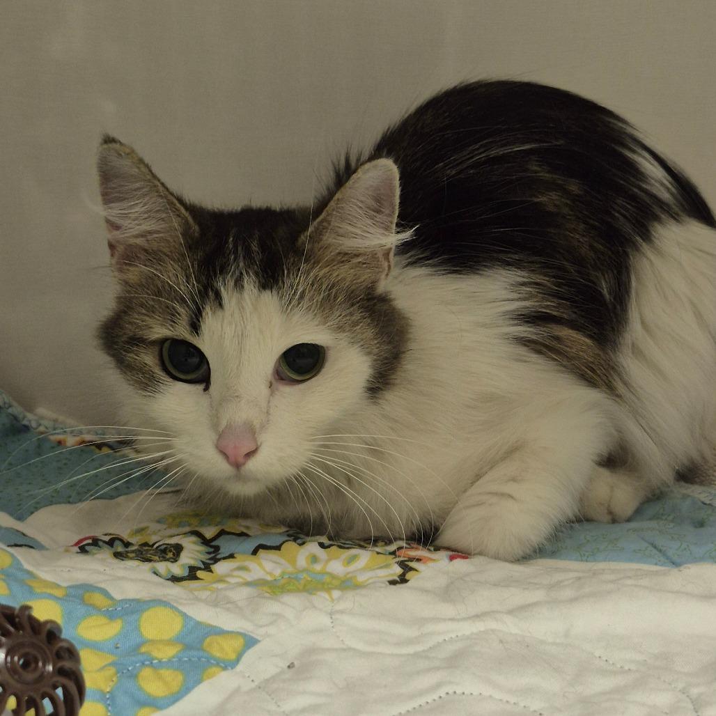 Janeway, a Adoptable Domestic Medium Hair in Drumheller, AB image 1/2