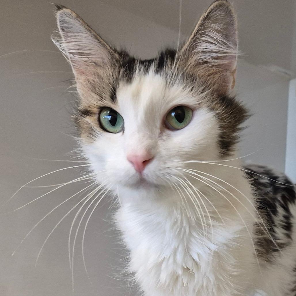 Janeway, a Adoptable Domestic Medium Hair in Drumheller, AB image 2/2