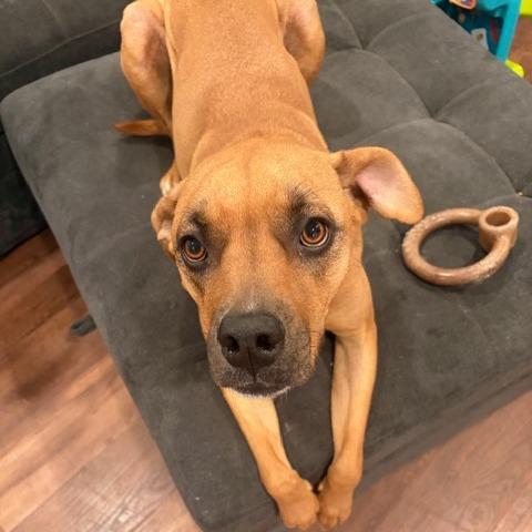 Torrie, Adoptable, Adult Female Mixed Breed & Mixed Breed.