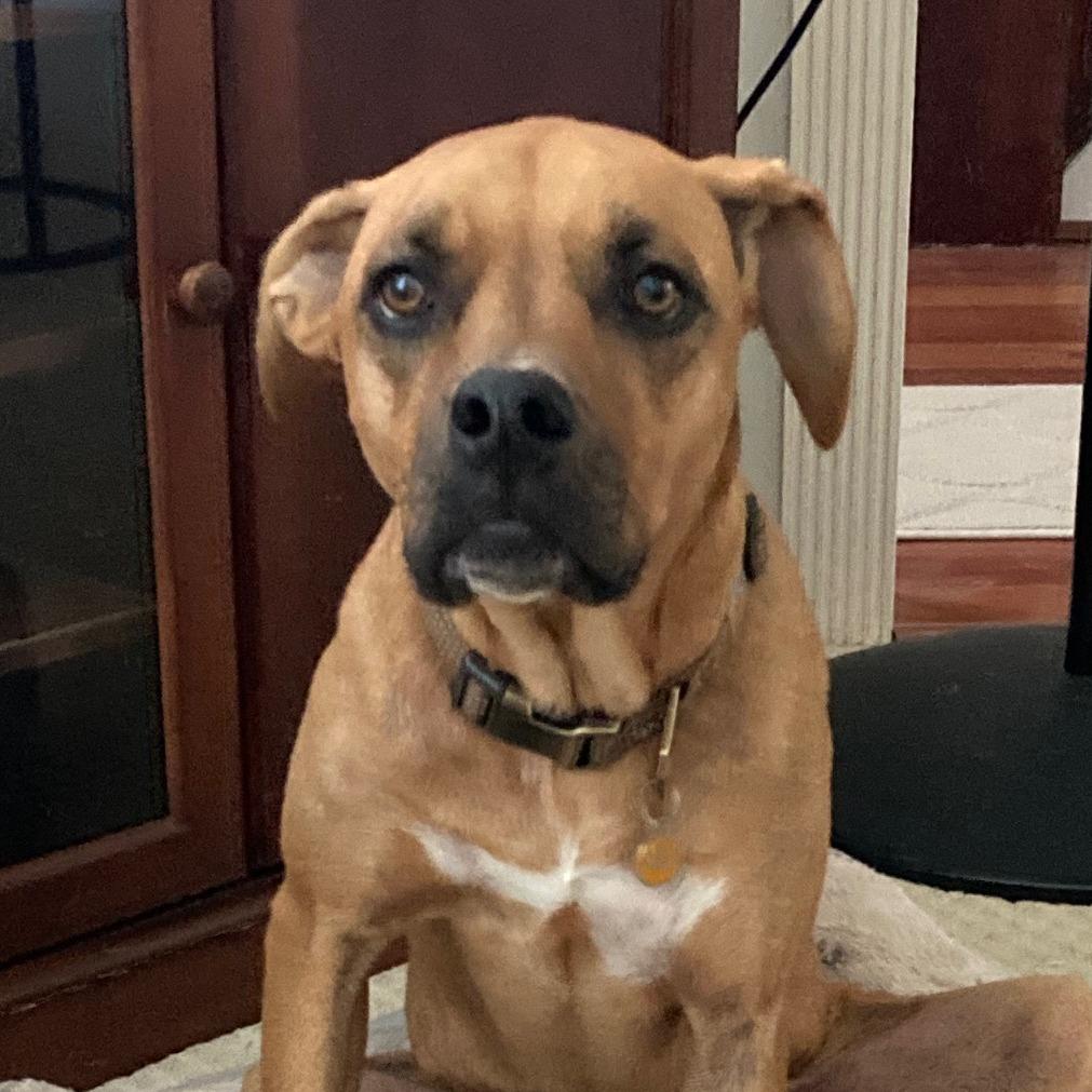 Torrie, a Adoptable mixed breed in Staten Island, NY image 2/6
