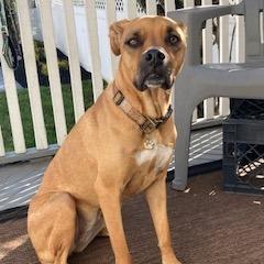Enlarge Torrie, a Adoptable mixed breed in Staten Island, NY image 2/6