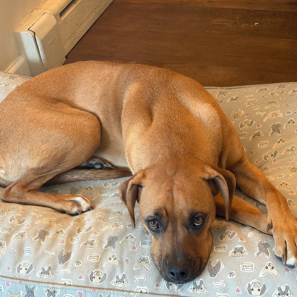 Enlarge Torrie, a Adoptable mixed breed in Staten Island, NY image 3/6