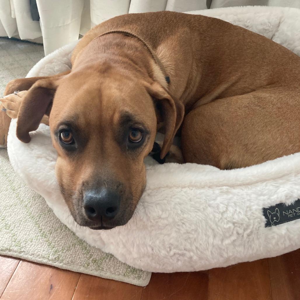 Enlarge Torrie, a Adoptable mixed breed in Staten Island, NY image 4/6