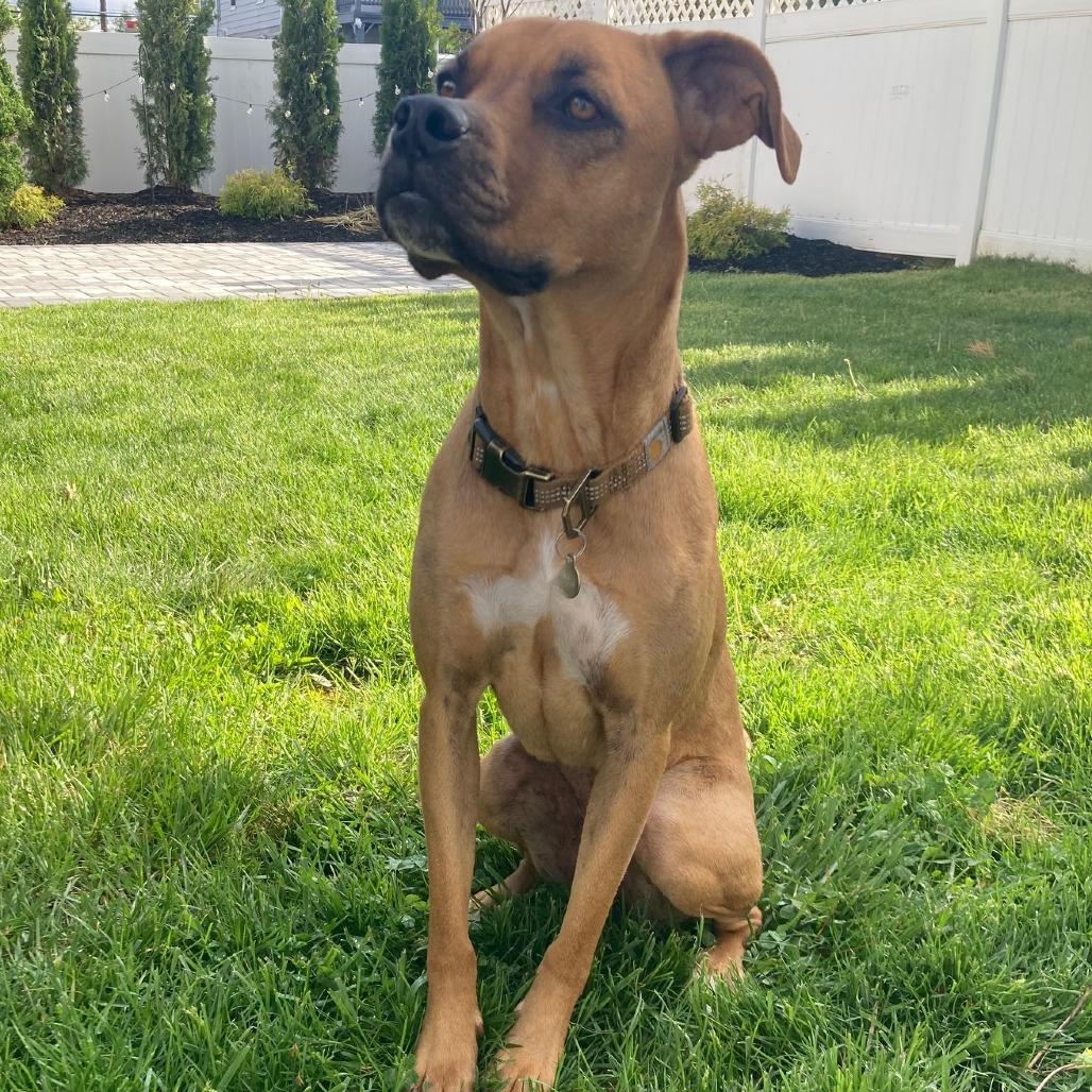 Enlarge Torrie, a Adoptable mixed breed in Staten Island, NY image 5/6