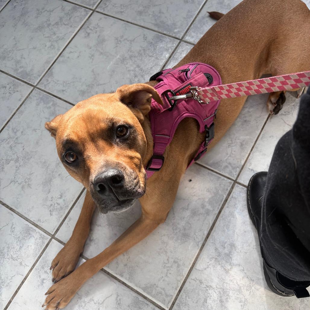 Enlarge Torrie, a Adoptable mixed breed in Staten Island, NY image 6/6