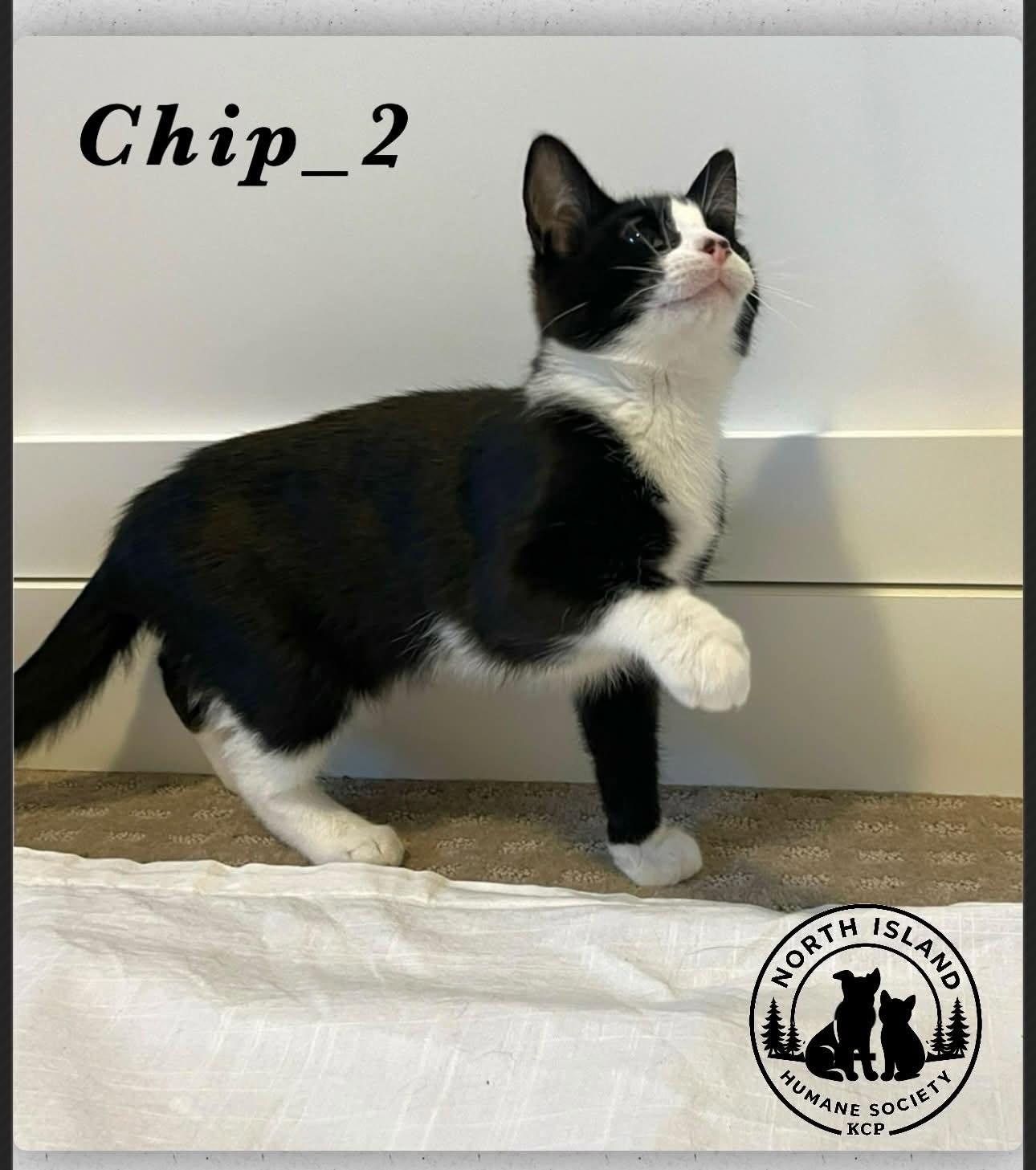 Chip-2, ADOPTABLE, Kitten Male Domestic Short Hair.