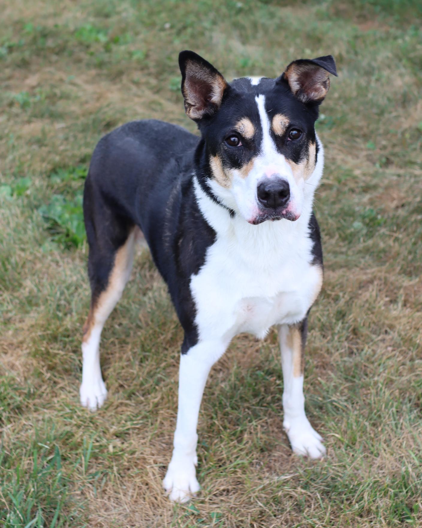 Enlarge Rosita, a Adoptable mixed breed in Lancaster, OH image 1/2