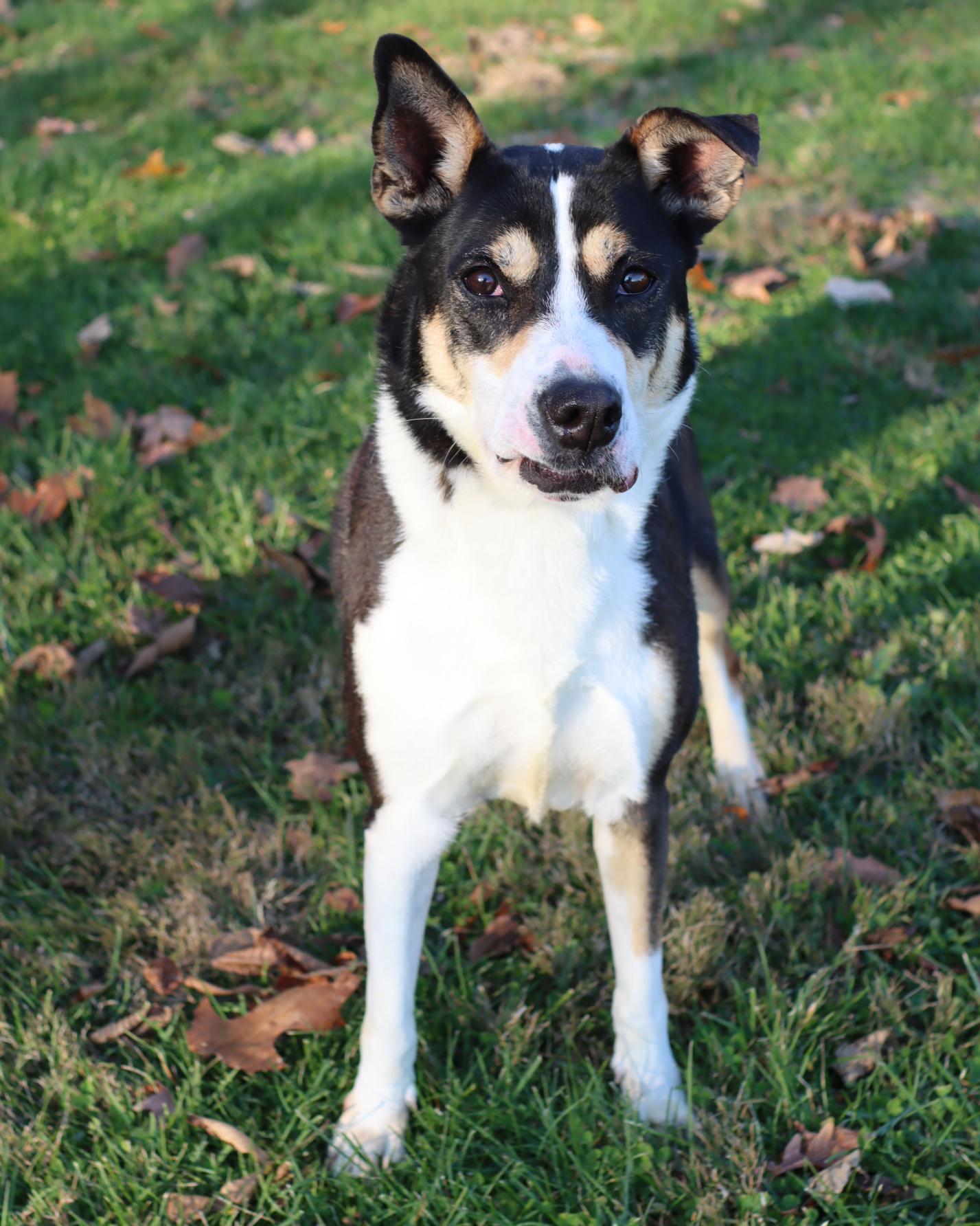 Enlarge Rosita, a Adoptable mixed breed in Lancaster, OH image 2/2
