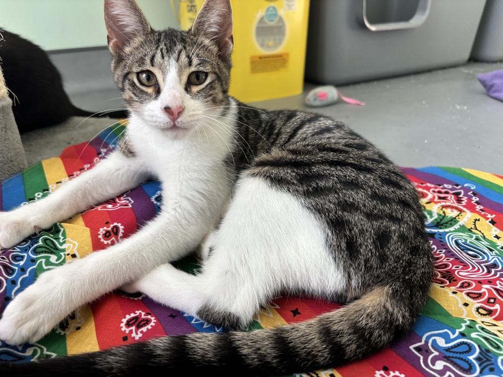 Ed, Adoptable, Kitten Male Domestic Short Hair.