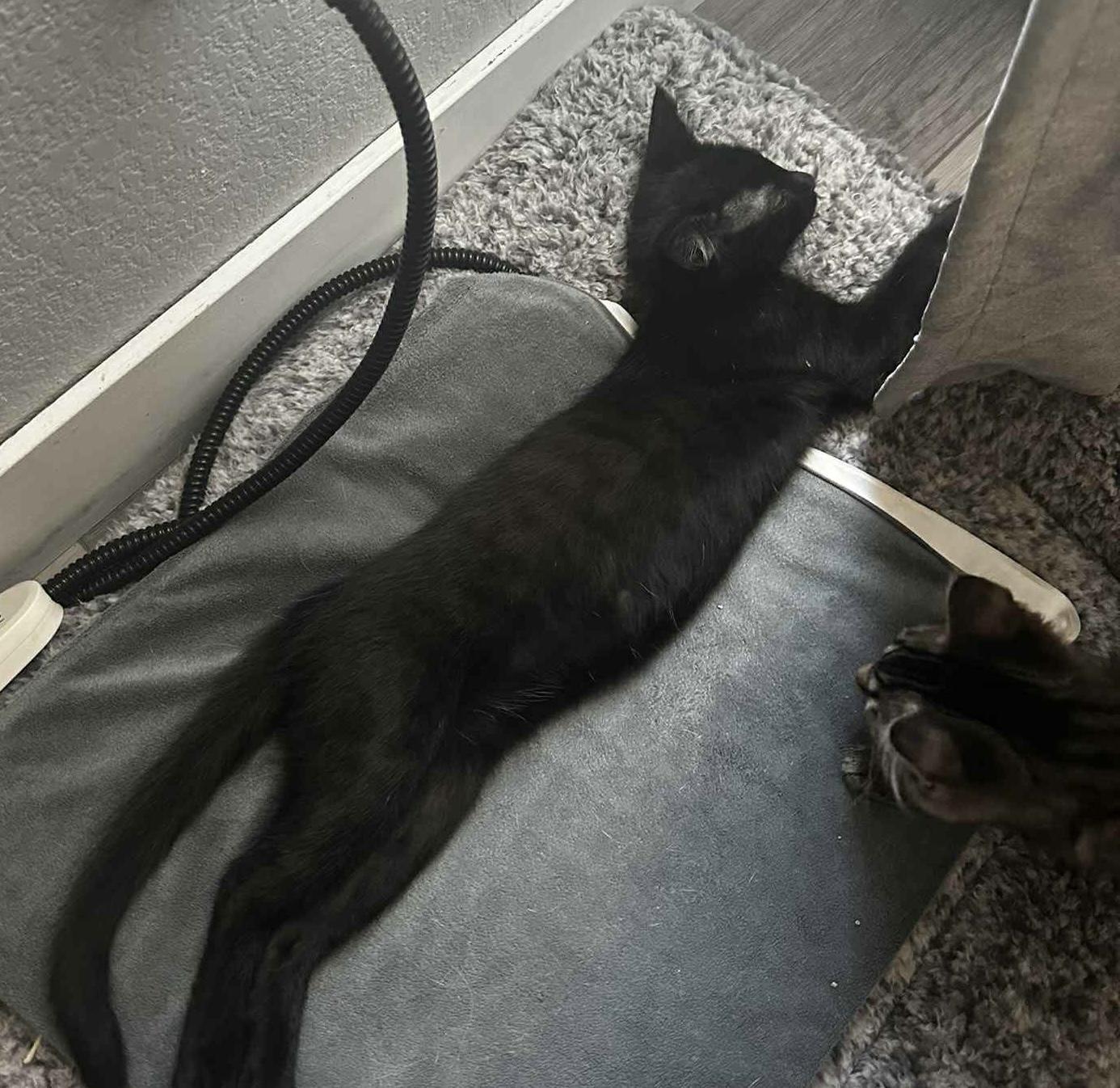 Hei Hei, an adoptable Domestic Short Hair in Highlands Ranch, CO, 80126 | Photo Image 4