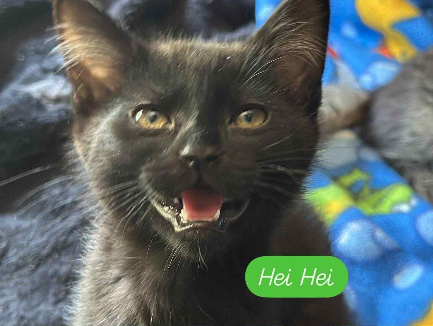 Hei Hei, an adoptable Domestic Short Hair in Highlands Ranch, CO, 80126 | Photo Image 1