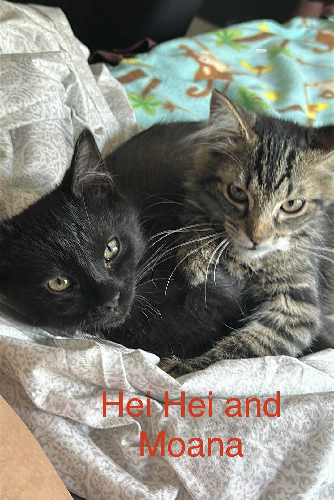 Hei Hei, an adoptable Domestic Short Hair in Highlands Ranch, CO, 80126 | Photo Image 2