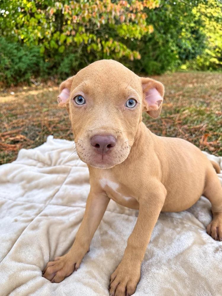 Tater Tot (2026), Adoptable, Puppy Male Pit Bull Terrier & Mixed Breed.