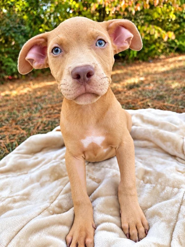 Enlarge Tater Tot (2026), a Adoptable mixed breed in Wenonah, NJ image 2/2