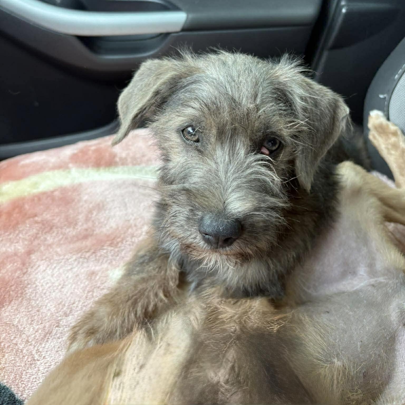 Louis, adopted, Puppy Male Terrier.