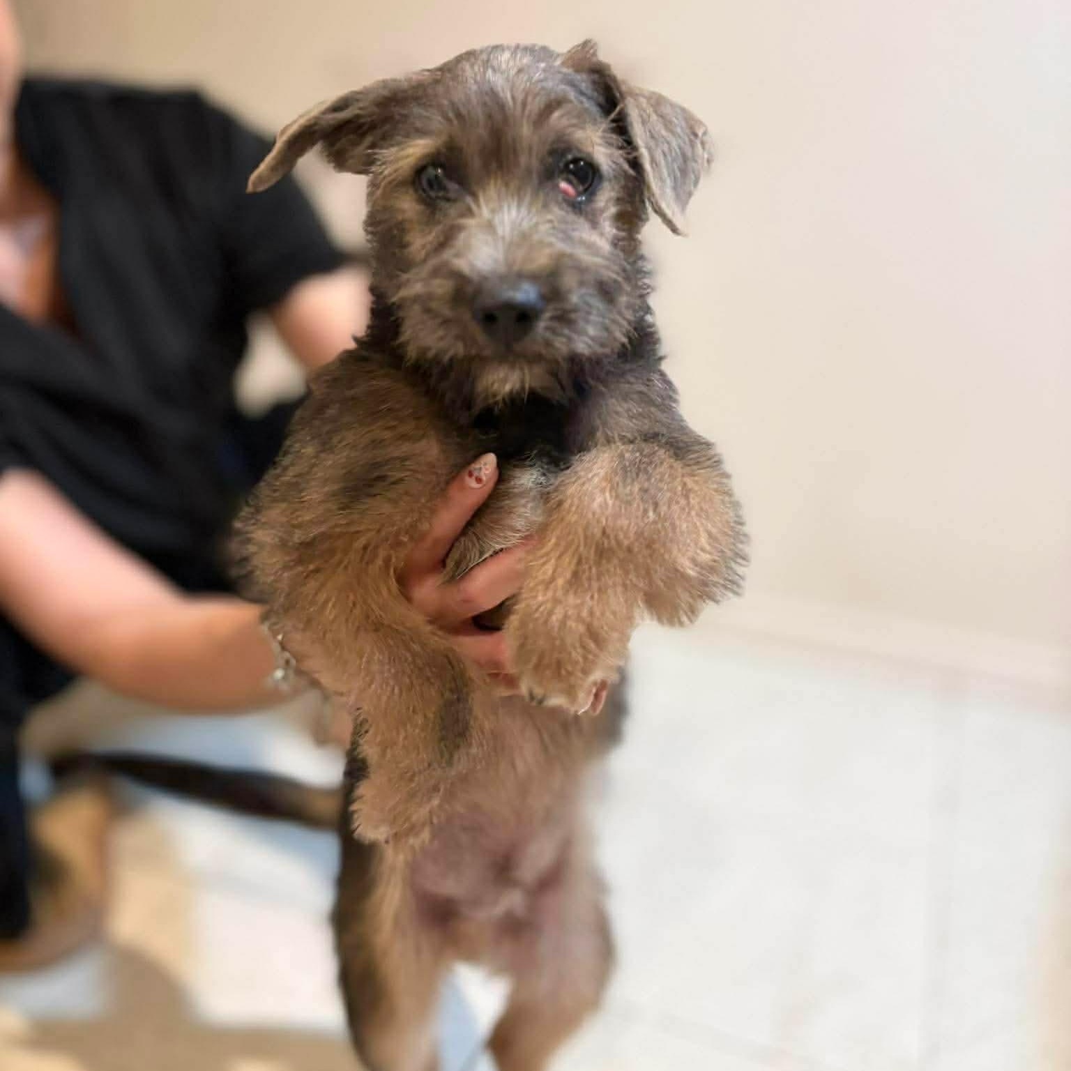 Louis, an adopted mixed breed in Richmond, VA image 5/5