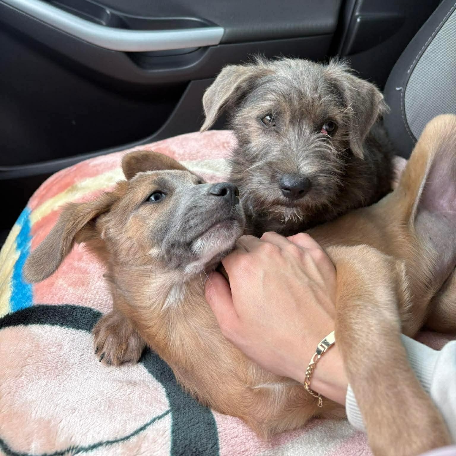 Louis, an adopted mixed breed in Richmond, VA image 4/5