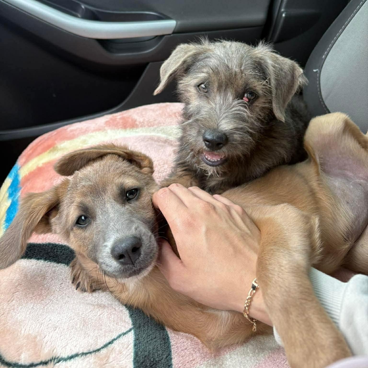Louis, an adopted mixed breed in Richmond, VA image 3/5