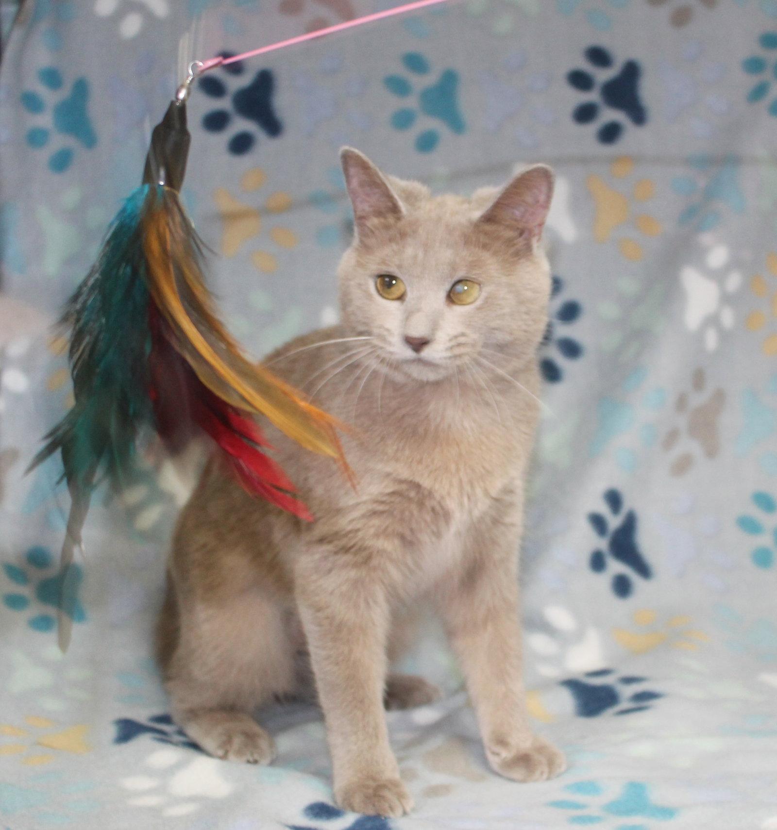 Pop - 43763, Adoptable, Young Female Domestic Short Hair.