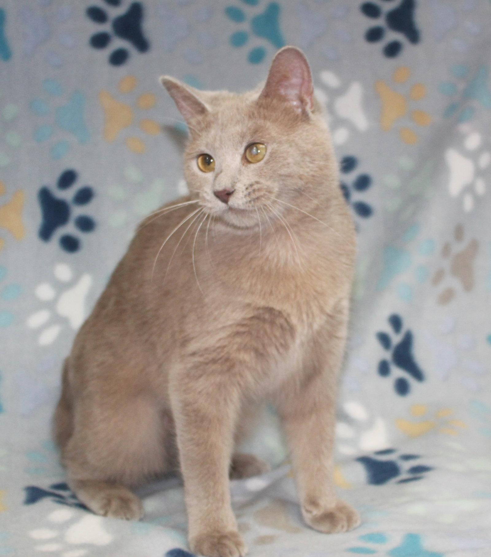 Pop - 43763, a Adoptable Domestic Short Hair in Prattville, AL image 2/2