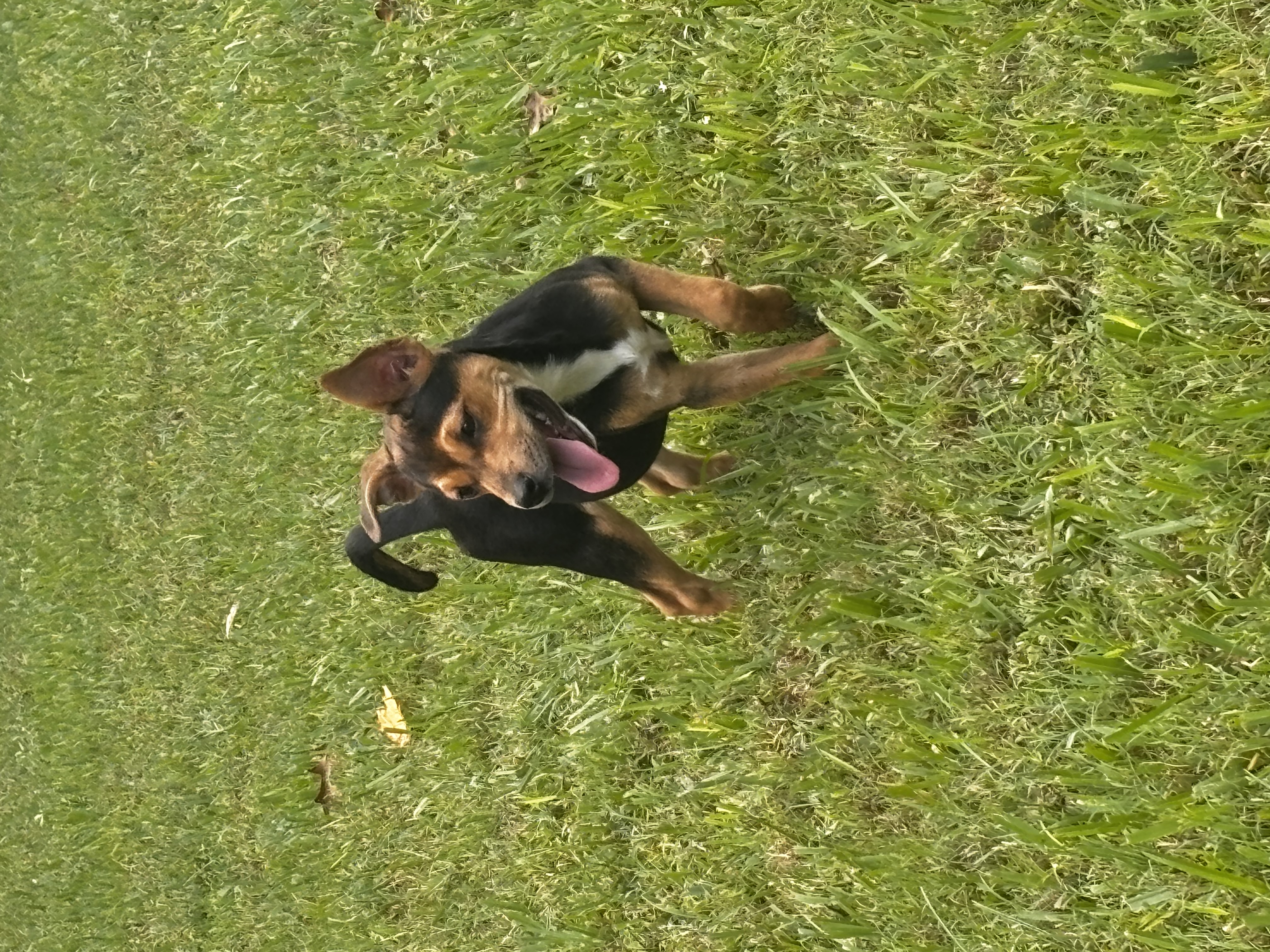 Dog for adoption Hilo, a Terrier Mix in Baker, LA Petfinder