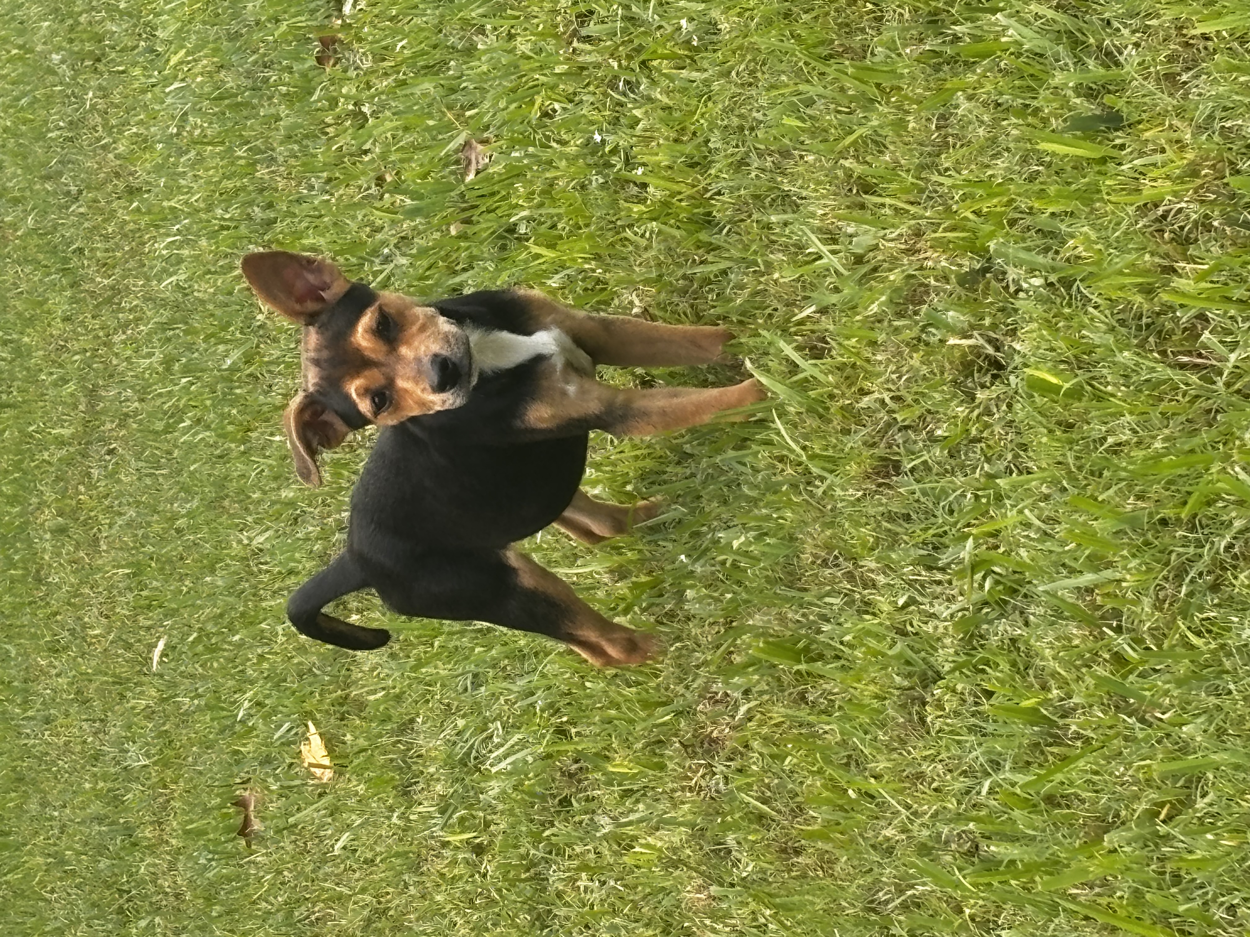 Dog for adoption Hilo, a Terrier Mix in Baker, LA Petfinder