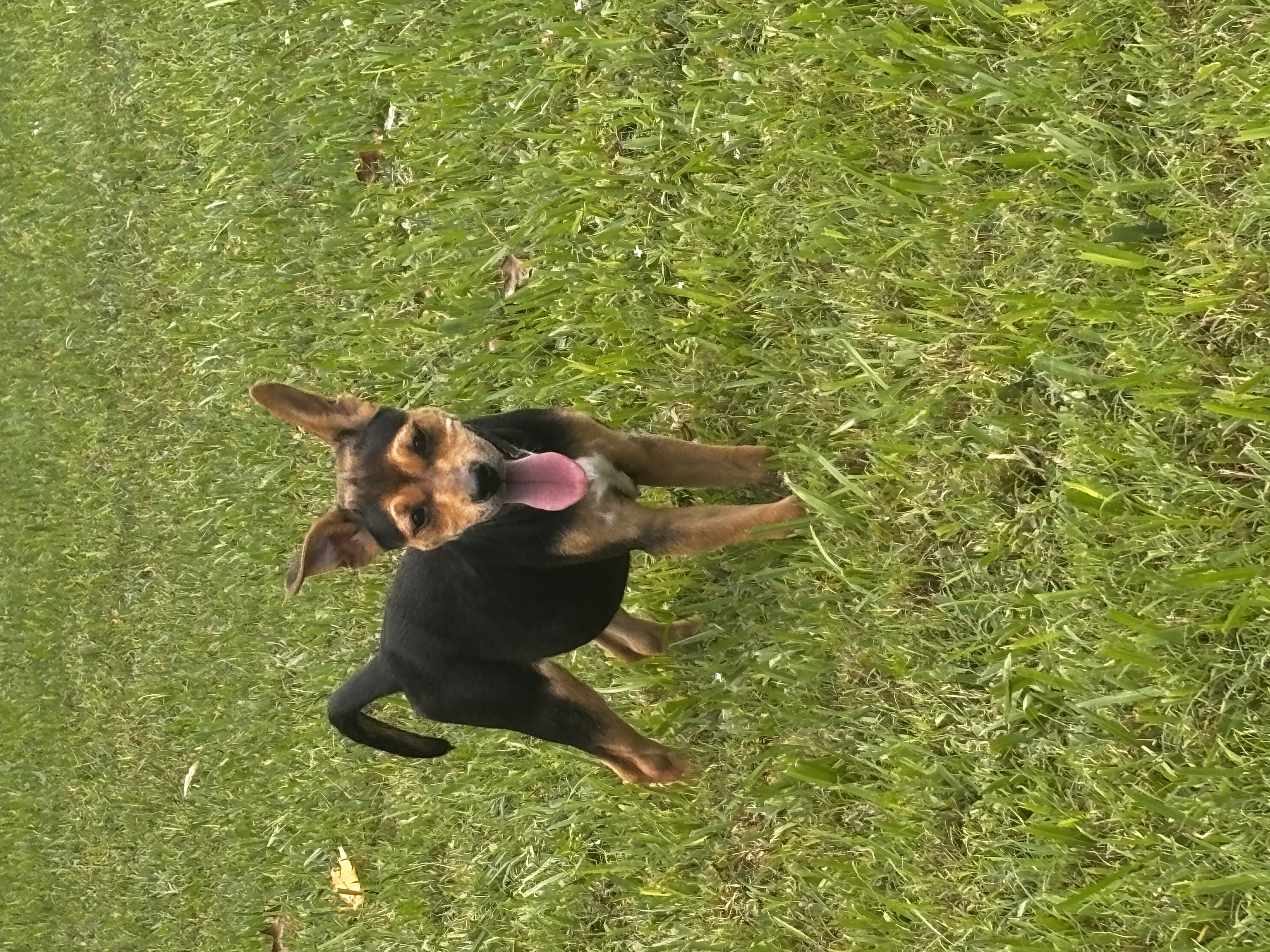 Dog for adoption Hilo, a Terrier Mix in Baker, LA Petfinder