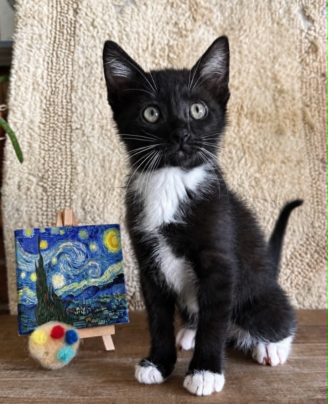 incent Van Gogh, Adoptable, Kitten Male Domestic Short Hair.