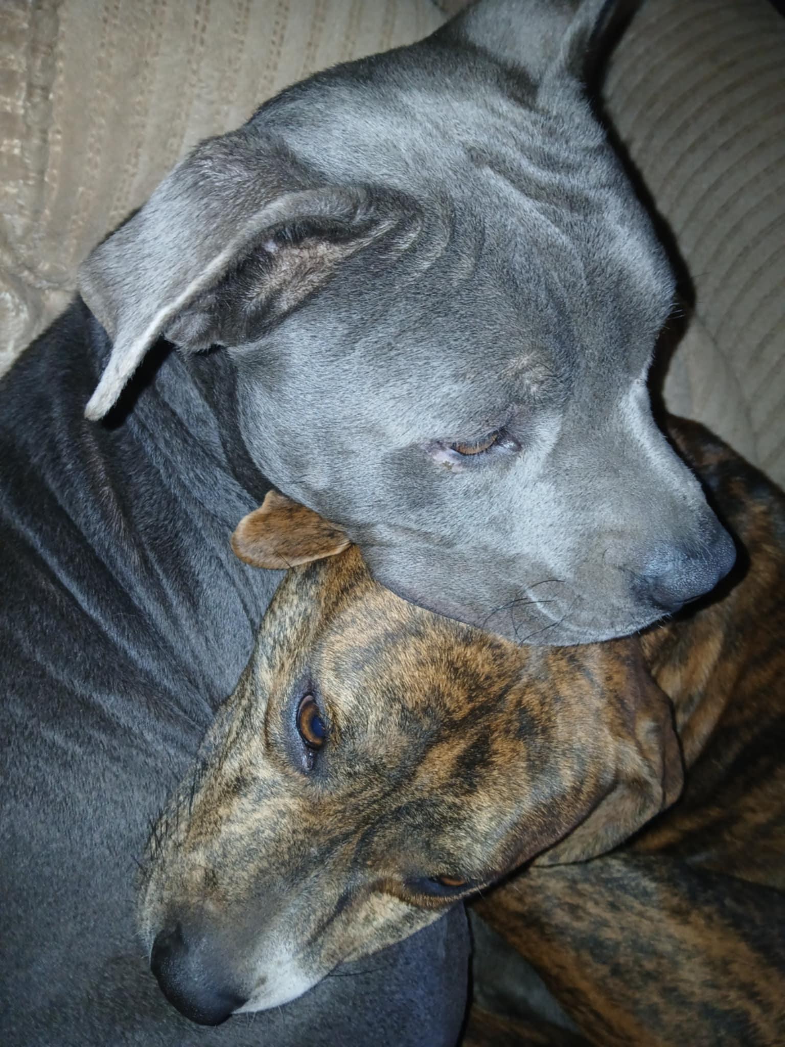 Enlarge George, a Adoptable Staffordshire Bull Terrier in Six Mile, SC image 1/2