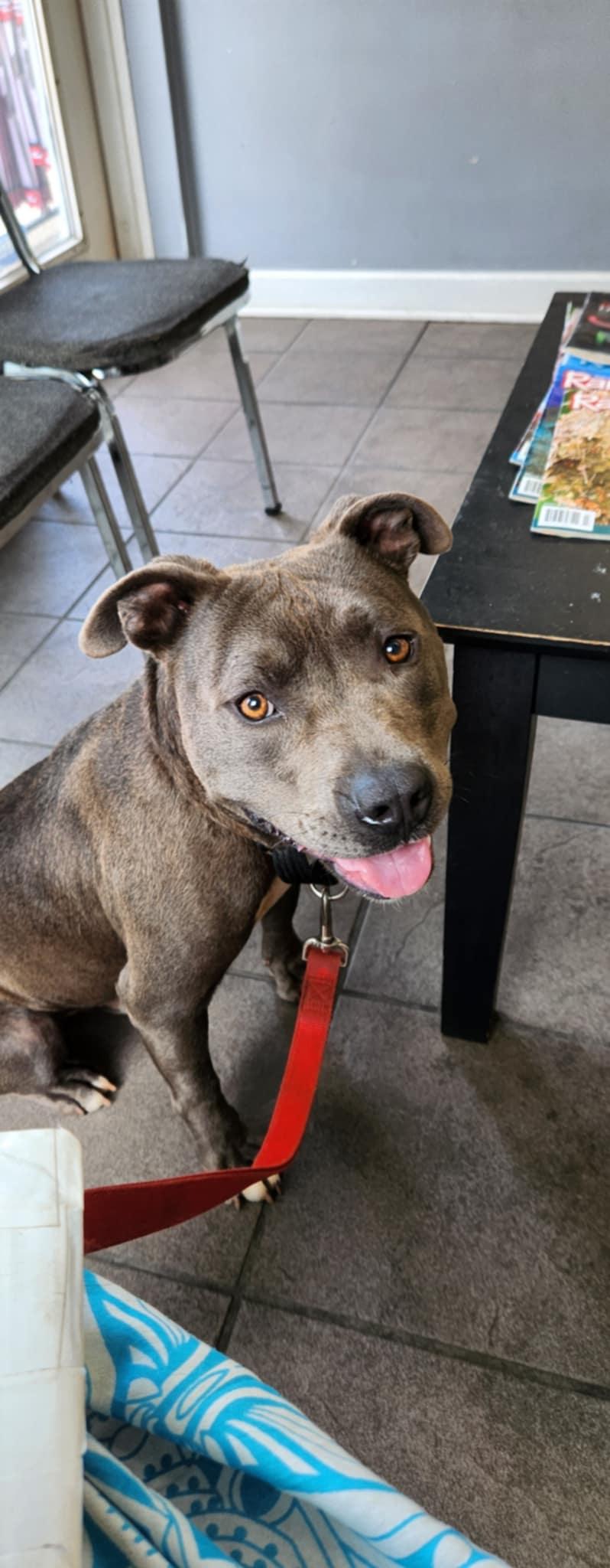 Enlarge George, a Adoptable Staffordshire Bull Terrier in Six Mile, SC image 2/2