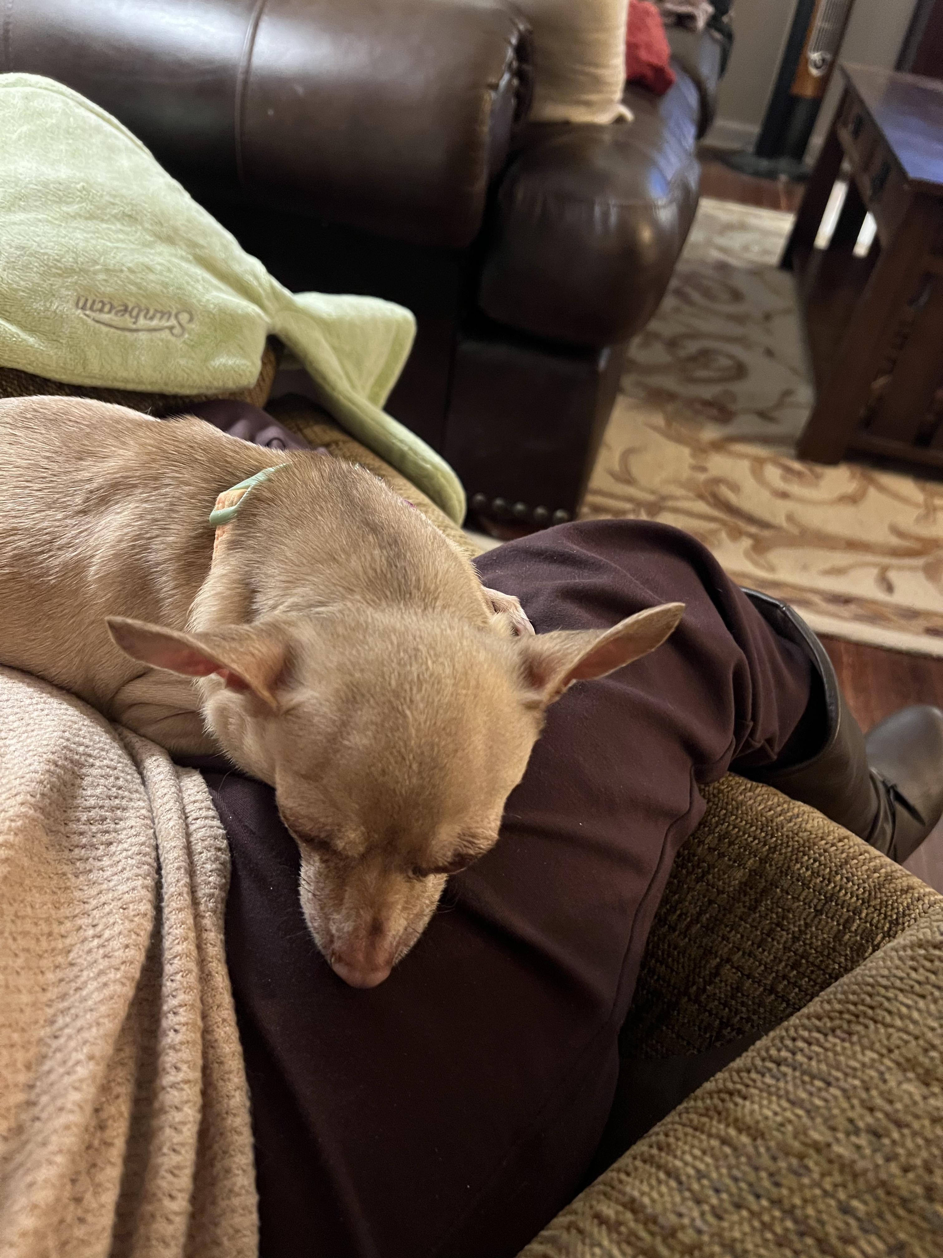 Georgie - ADOPTION PENDING!, an adopted mixed breed in Cincinnati, OH image 6/6