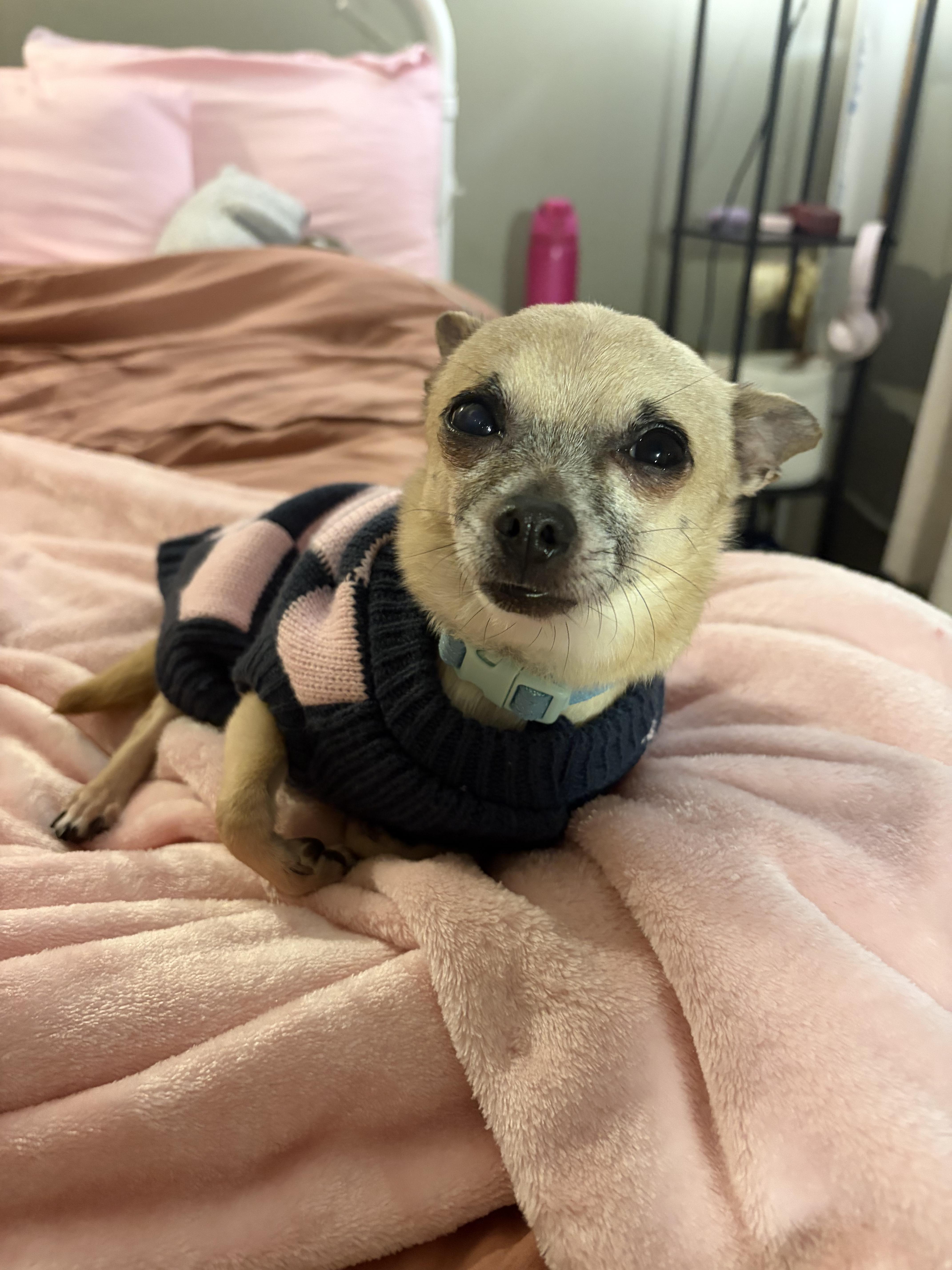 Georgie - ADOPTION PENDING!, an adopted mixed breed in Cincinnati, OH image 4/6