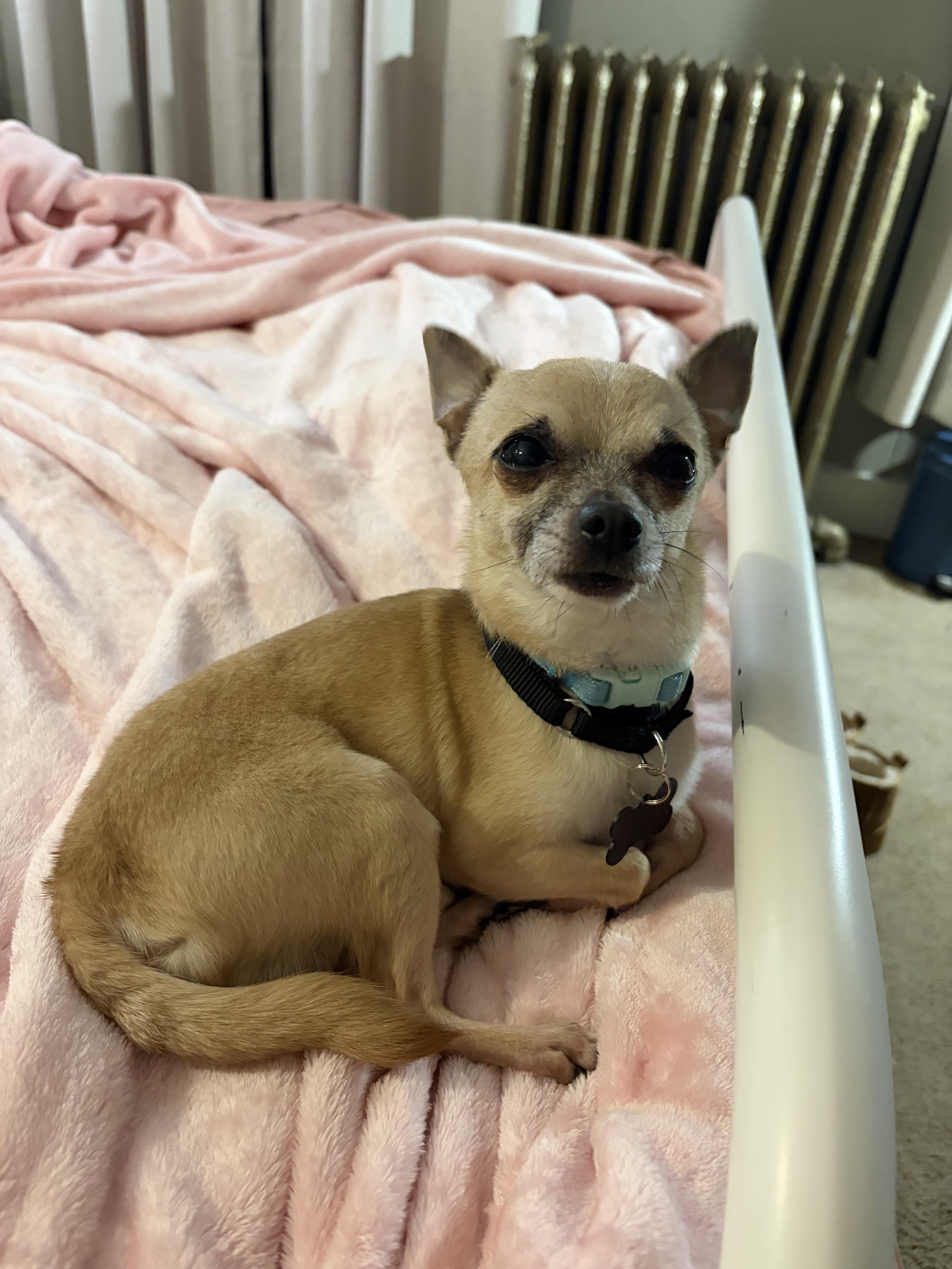 Georgie - ADOPTION PENDING!, an adopted mixed breed in Cincinnati, OH image 5/6