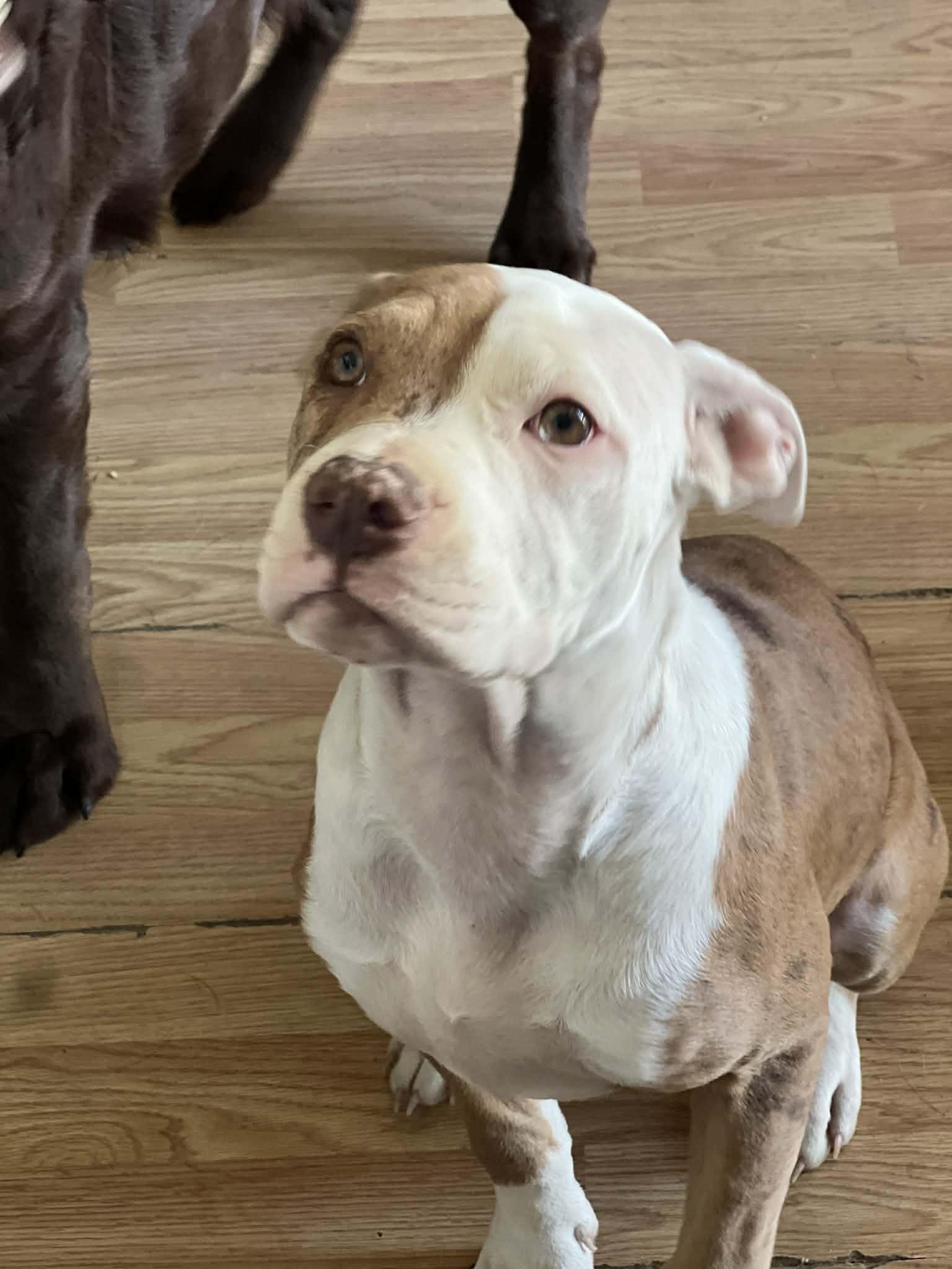 Tillie, a ADOPTABLE American Bully in Halethorpe, MD image 2/5