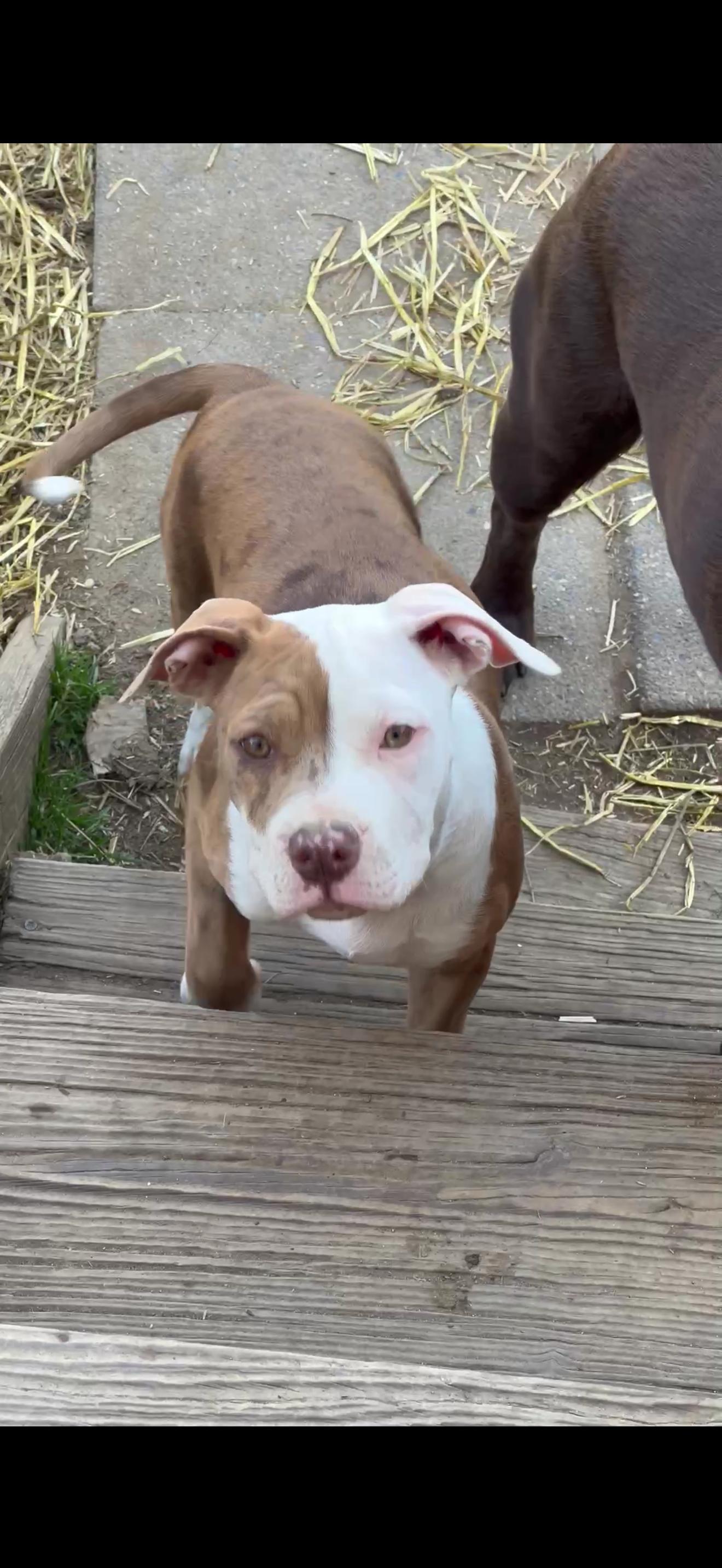 Tillie, a ADOPTABLE American Bully in Halethorpe, MD image 3/5