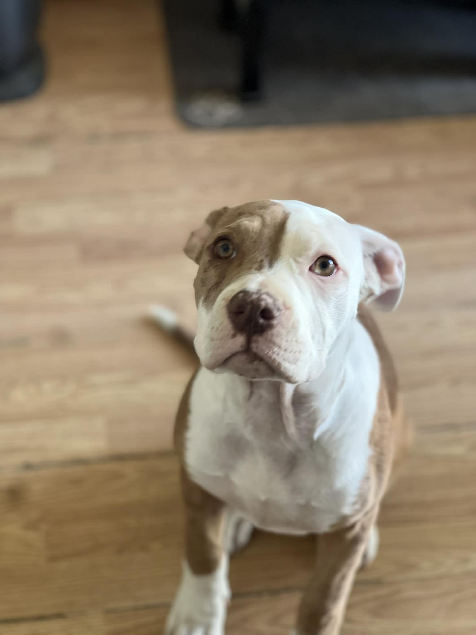 Tillie, a ADOPTABLE American Bully in Halethorpe, MD image 5/5