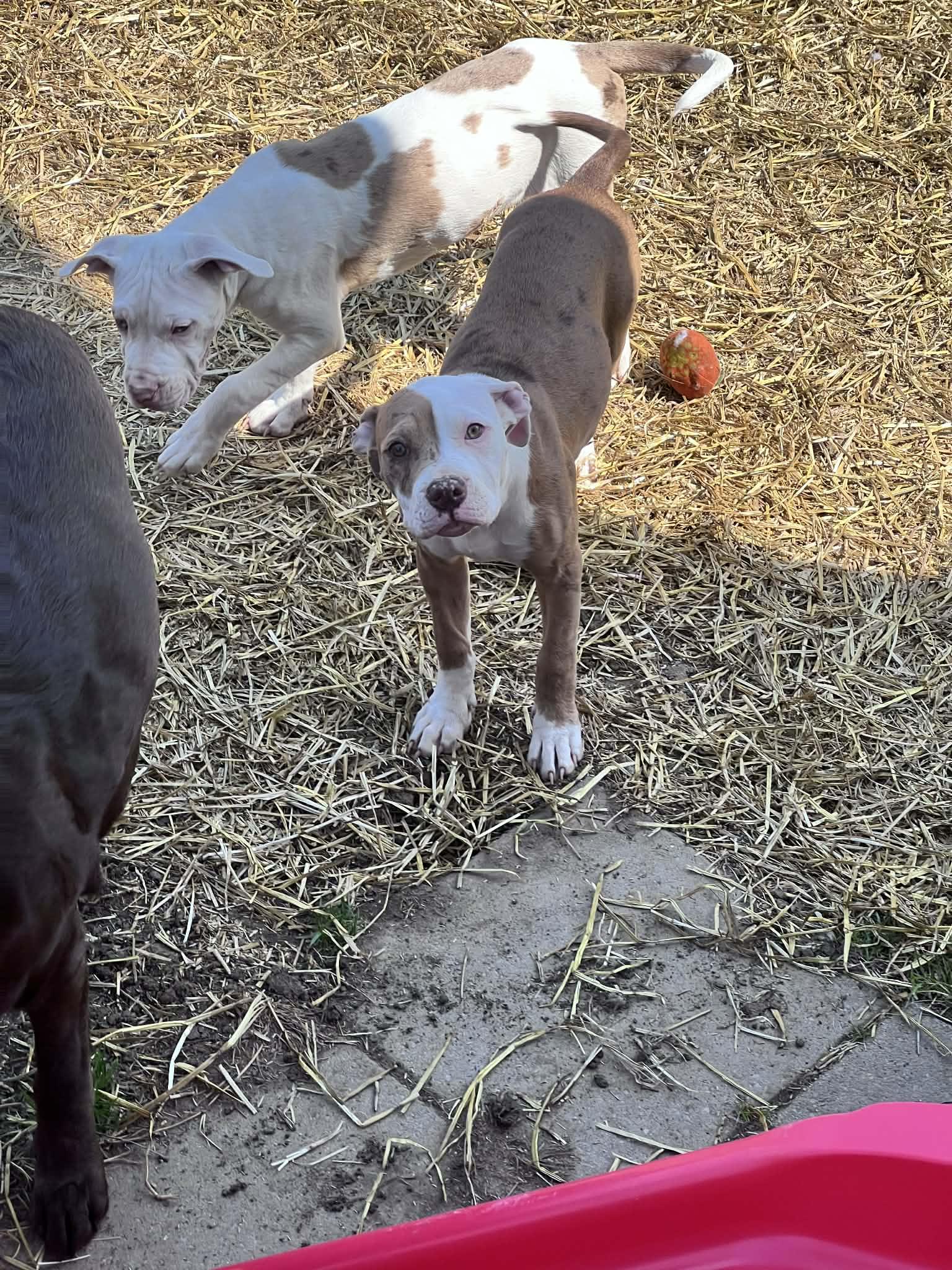 Tillie, a ADOPTABLE American Bully in Halethorpe, MD image 4/5