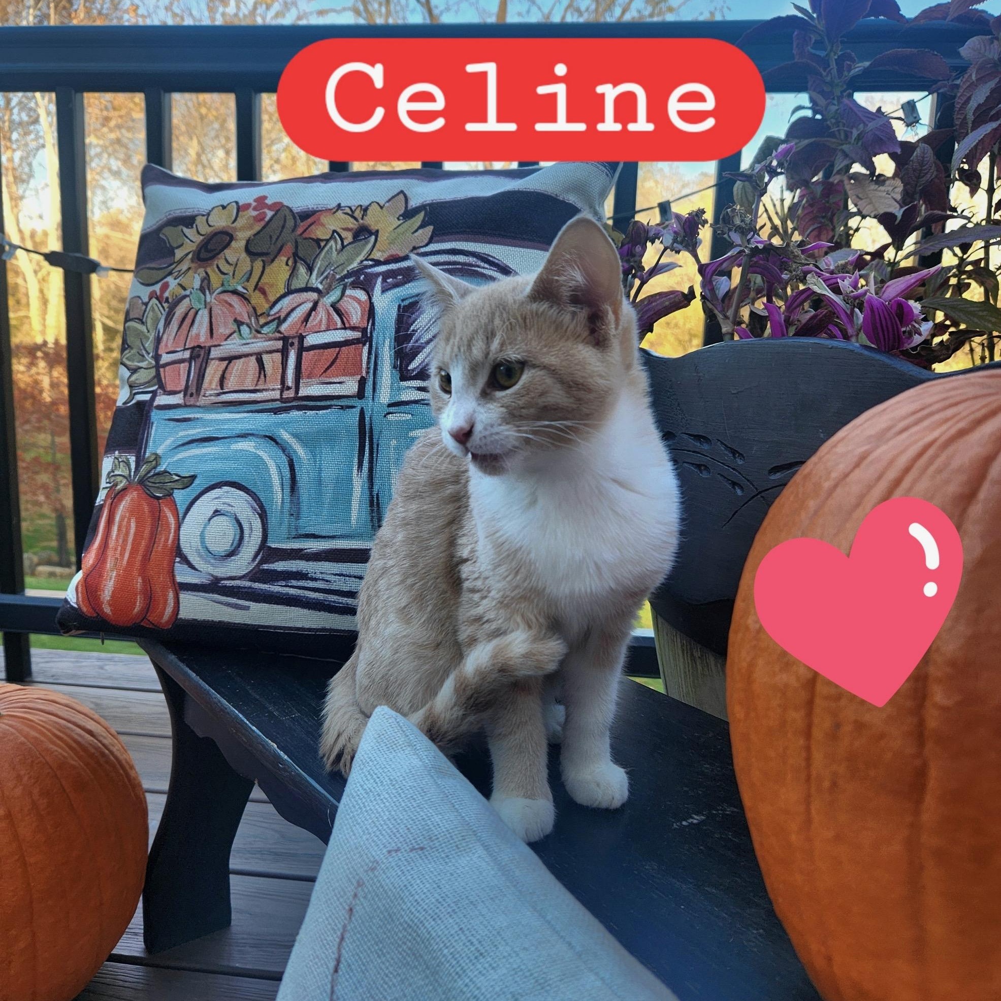 Celine, adopted, Kitten Female Domestic Short Hair.