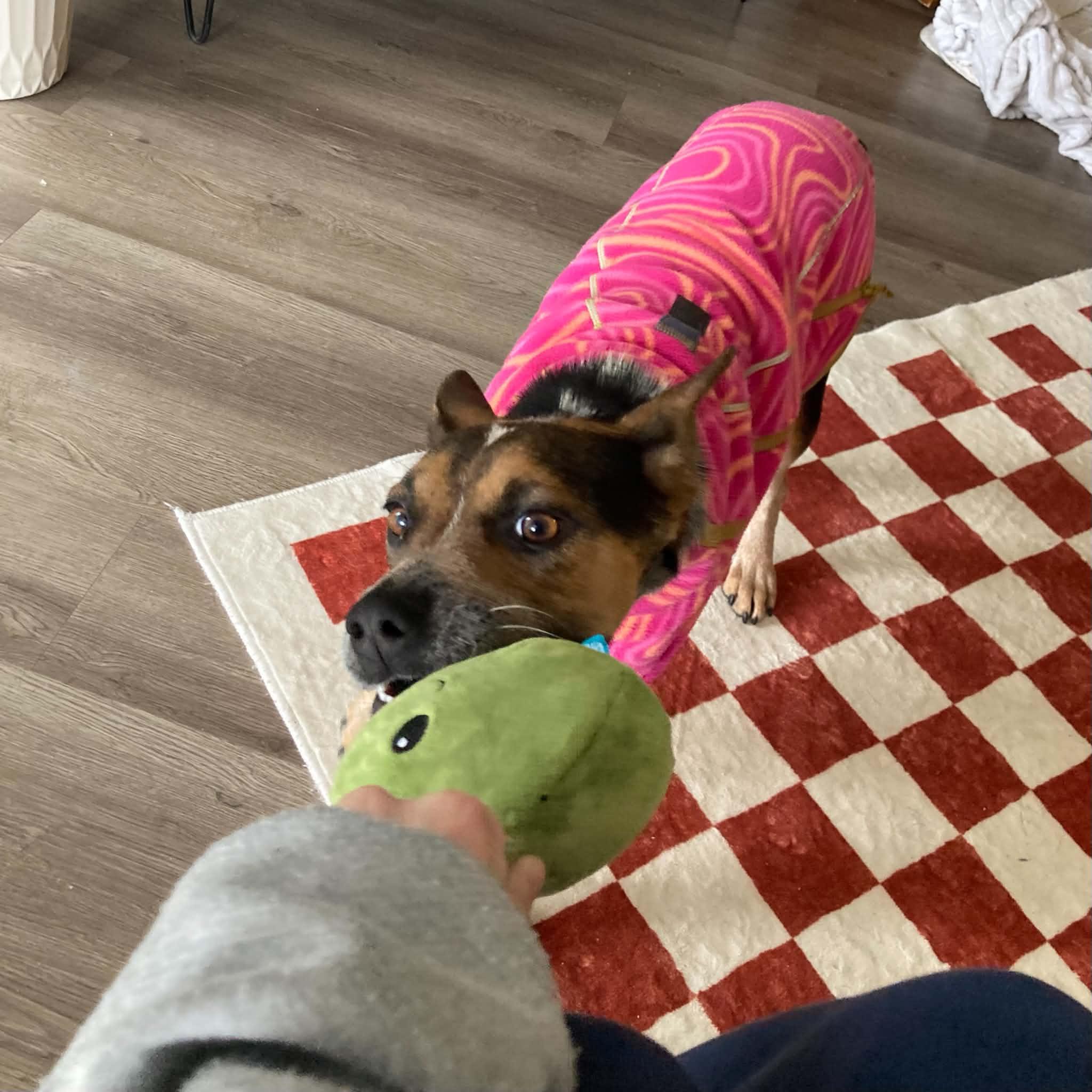 Enlarge Penny, a Adoptable mixed breed in Boulder, CO image 6/6