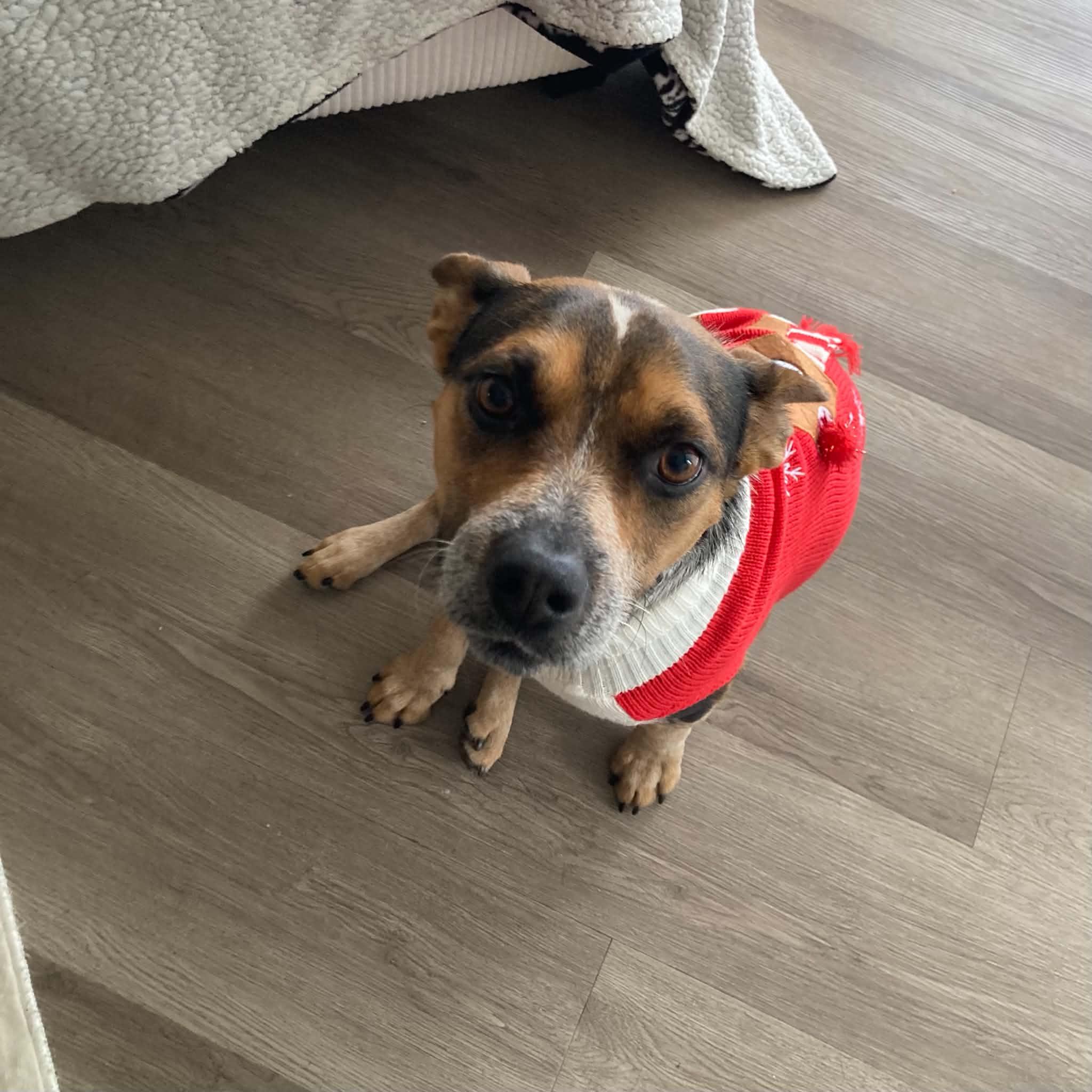 Enlarge Penny, a Adoptable mixed breed in Boulder, CO image 5/6