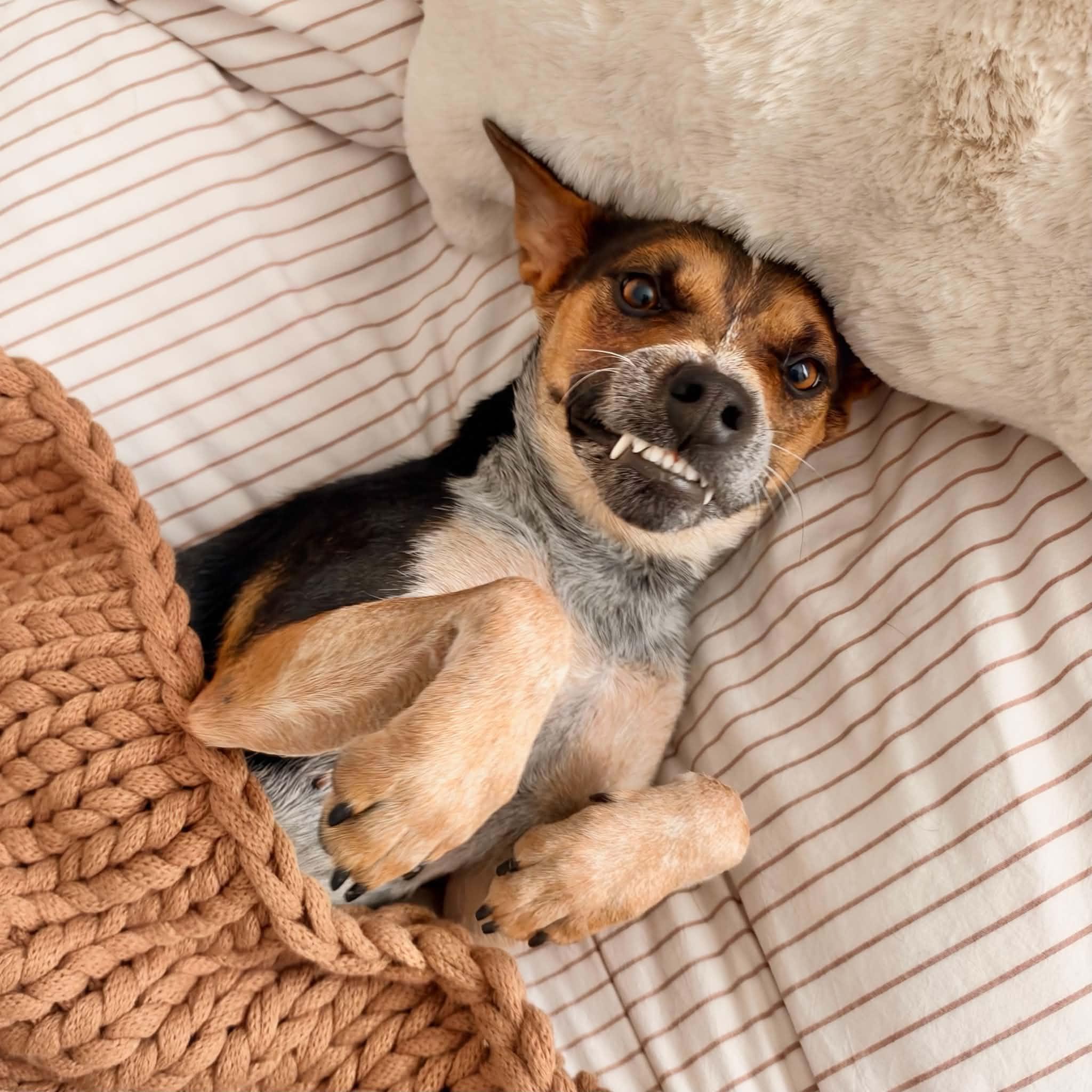 Penny, Adoptable, Young Female Australian Cattle Dog / Blue Heeler & Chihuahua.