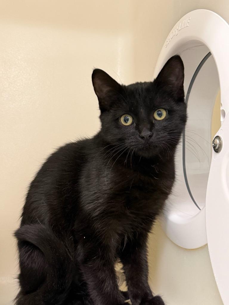 Enlarge Blackberry, a Adoptable mixed breed in Menomonie, WI image 1/2