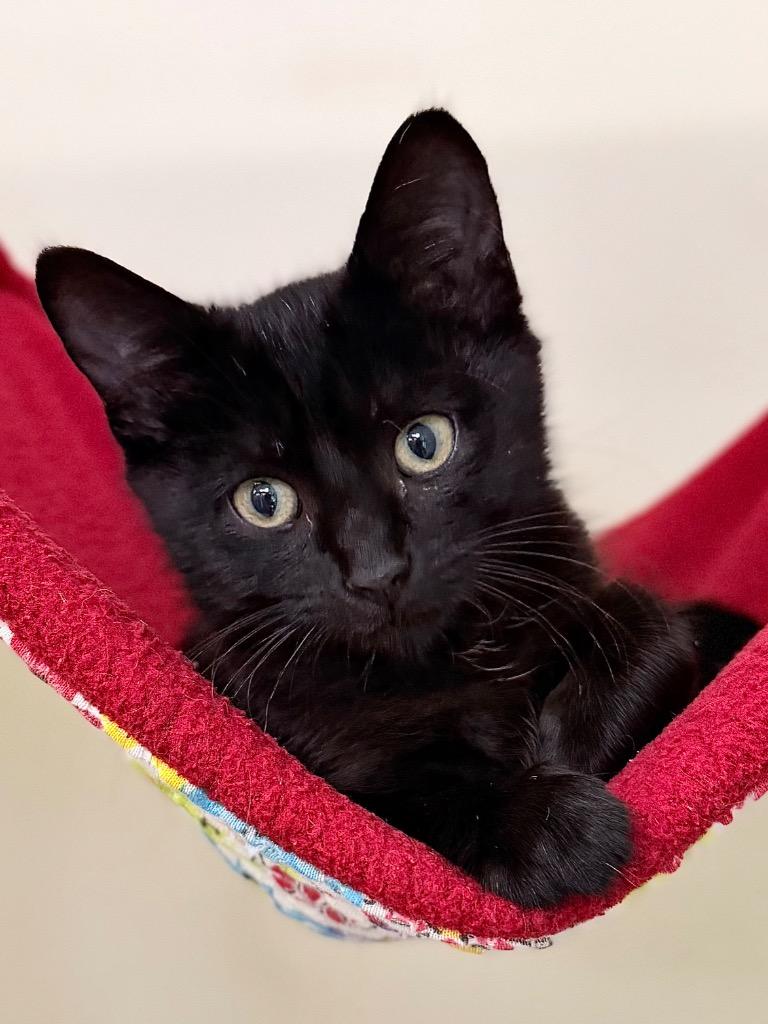 Enlarge Blackberry, a Adoptable mixed breed in Menomonie, WI image 2/2