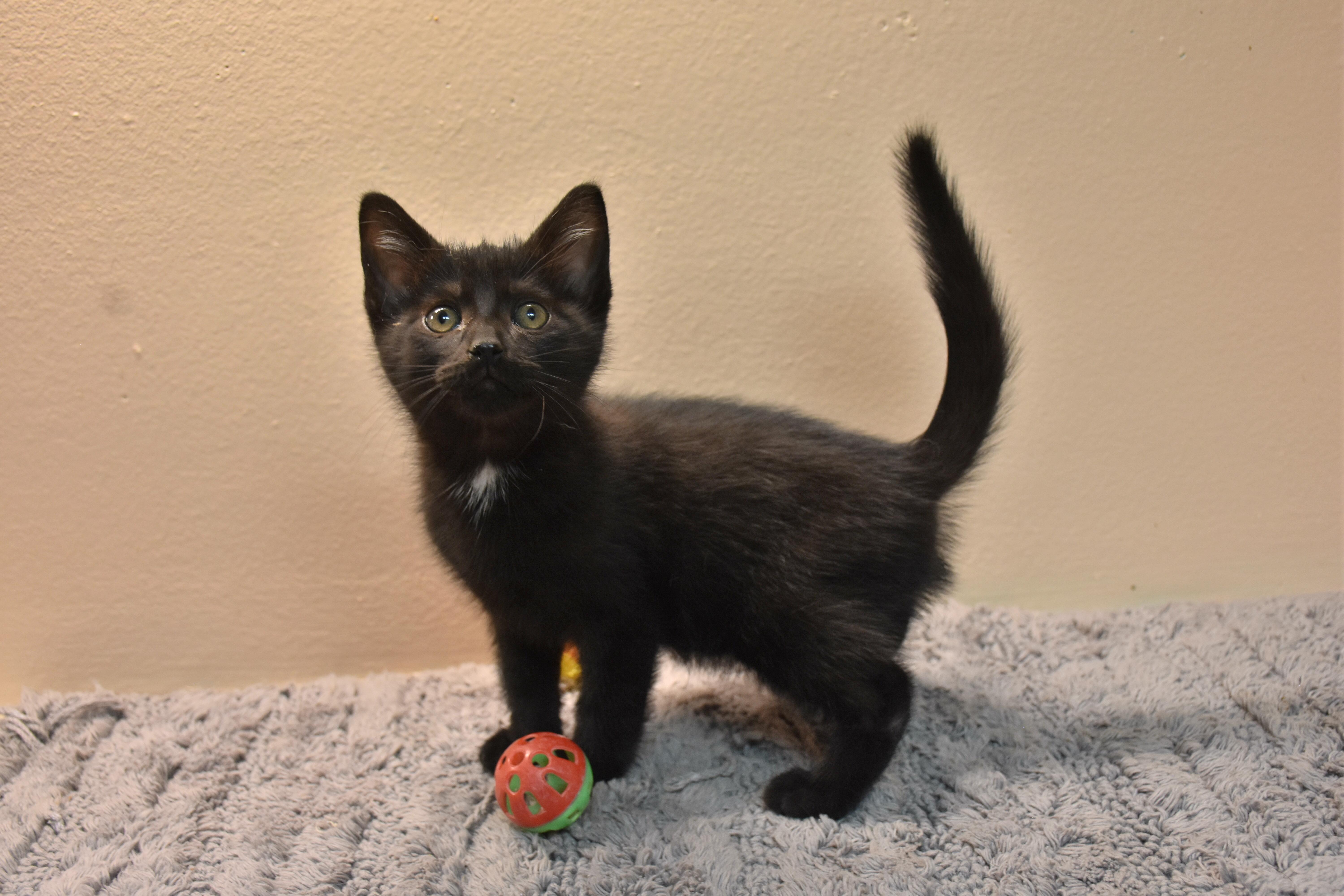 Enlarge Finn, a Adoptable Domestic Short Hair in North Judson, IN image 1/1