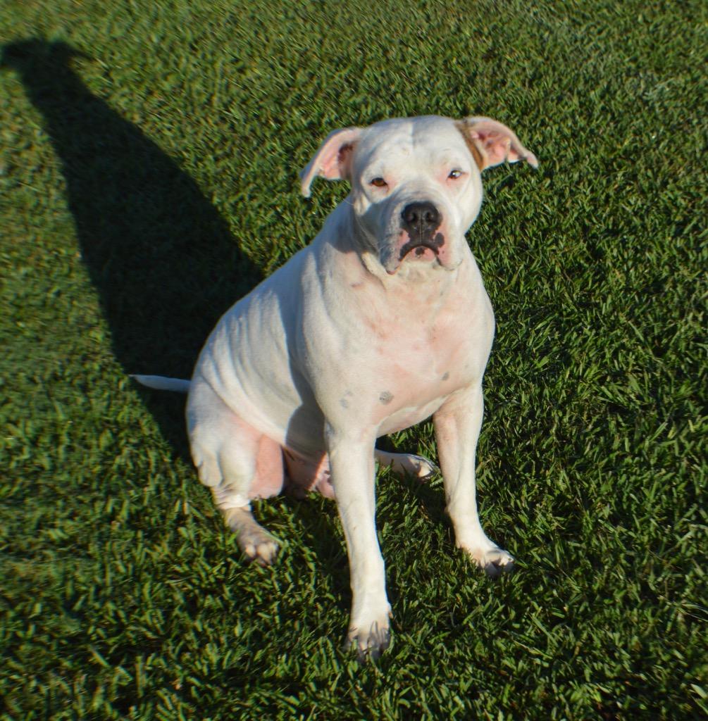 Enlarge POLAR, a Adoptable Bull Terrier in Marianna, FL image 1/2