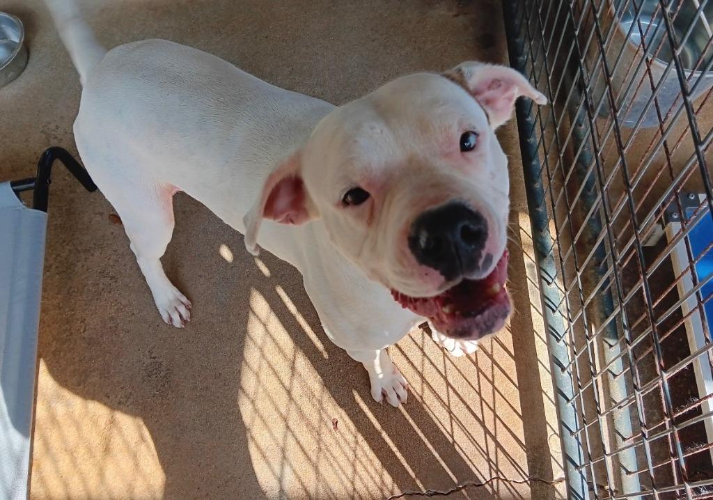 Enlarge POLAR, a Adoptable Bull Terrier in Marianna, FL image 2/2